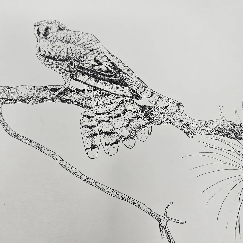 Artist Mafe harris hawk